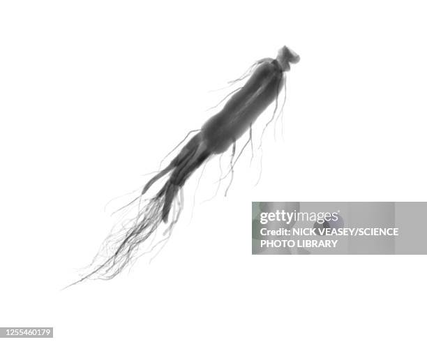 ginseng root (panax ginseng), x-ray - ginseng stockfoto's en -beelden