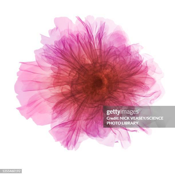 peony (paeonia suffruticosa), x-ray - imagerie par rayons x photos et images de collection