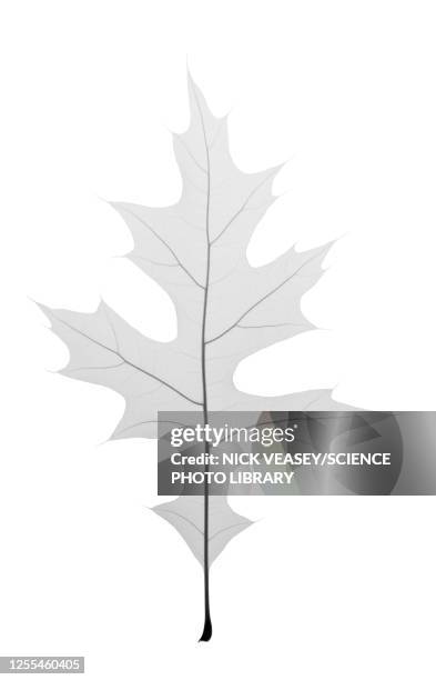 tall oak leaf, x-ray - oak leaf stock pictures, royalty-free photos & images