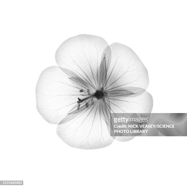 geranium flower head, x-ray - flower x ray stock pictures, royalty-free photos & images