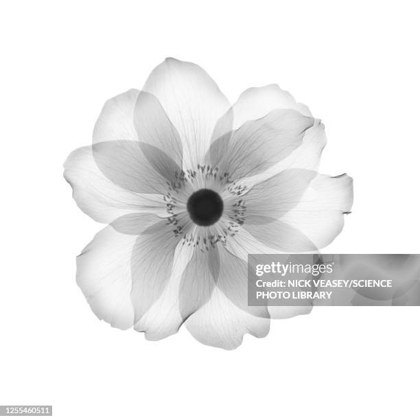 anemone flower head, x-ray - imagerie par rayons x photos et images de collection