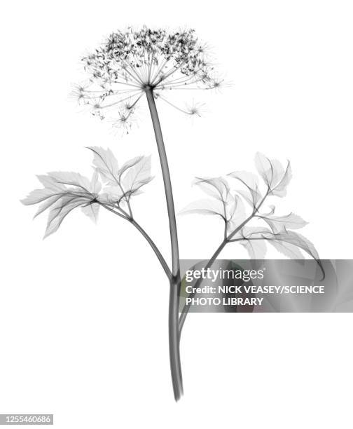 angelica stem, x-ray - flower x ray stock pictures, royalty-free photos & images