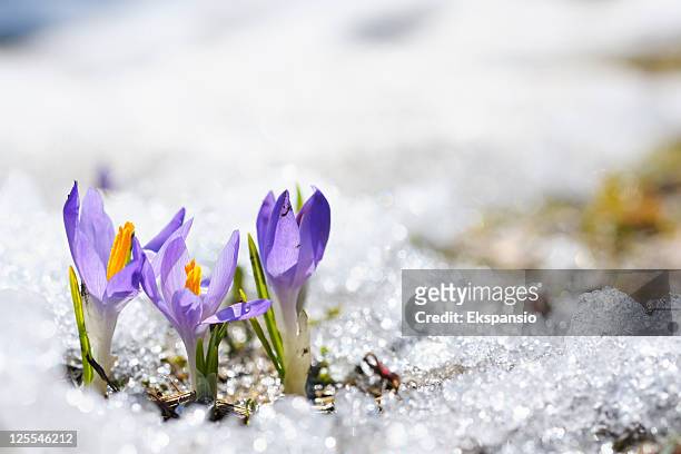 purple crocus growing in the early spring through snow - springtime stockfoto's en -beelden