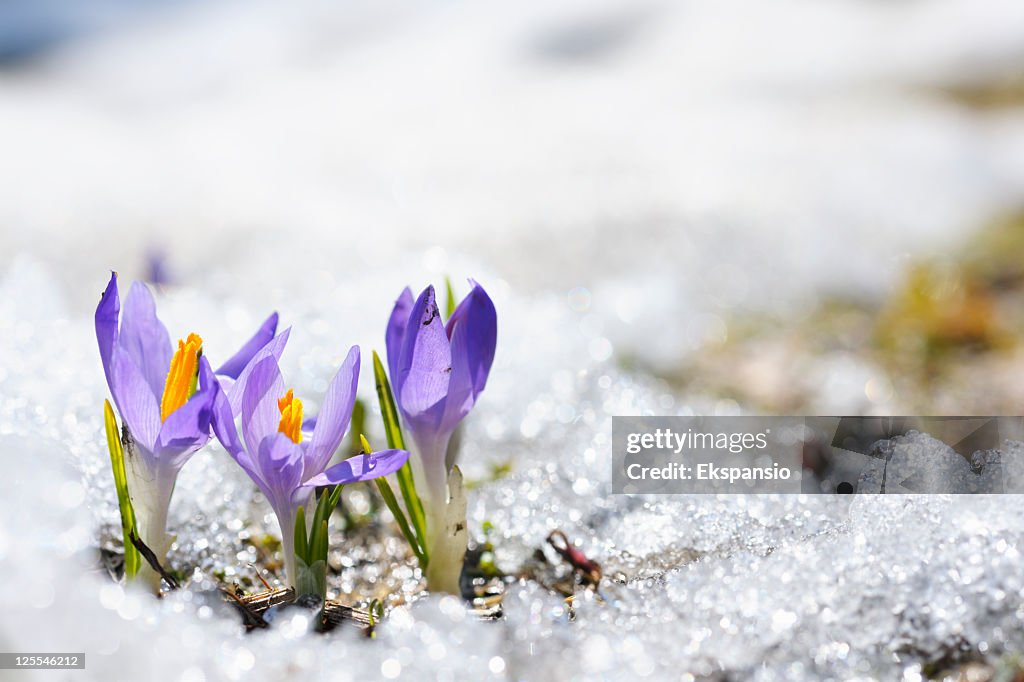 Purple Crocus growing in the early spring through snow