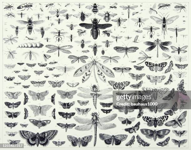 vintage engraved antique, insects of the orders hymenoptera, diptera, lepidoptera and odonata engraving antique illustration, published 1851 - bees and butterflies stock illustrations