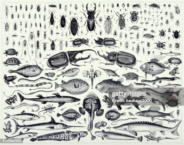 illustrations, cliparts, dessins animés et icônes de vintage graved antique, insects of the order coleoptera and members of various chordate classes gravure antique illustration, publié en 1851 - zoologie
