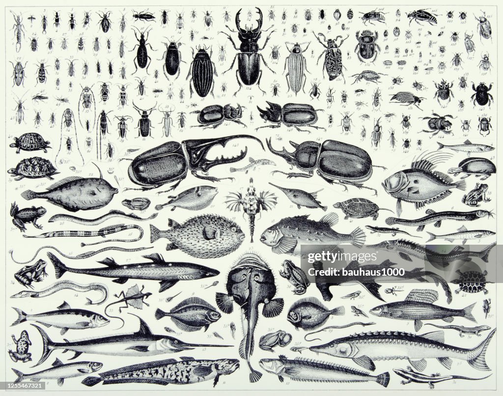 Vintage Engraved Antique, Insects of the Order Coleoptera and Members of Various Chordate Classes Engraving Antique Illustration, Published 1851