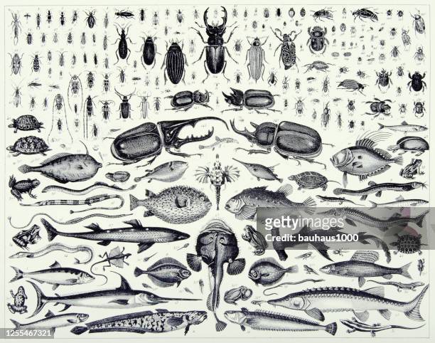 vintage engraved antique, insects of the order coleoptera and members of various chordate classes engraving antique illustration, published 1851 - flounder stock illustrations