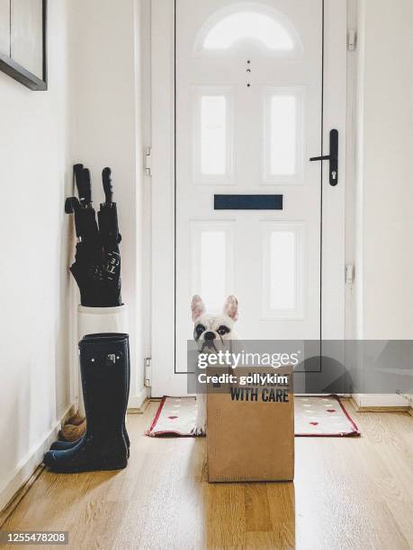 french bulldog guarding a delivery box at the front door - welcome mat stock pictures, royalty-free photos & images