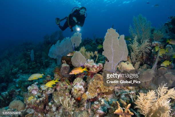 vita marina caraibica e subacquea femminile - grand cayman islands foto e immagini stock