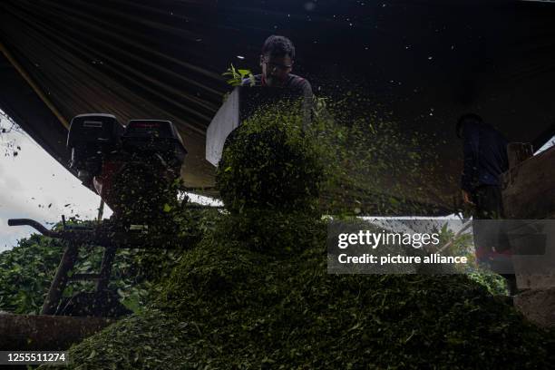 May 2023, Colombia, Llorente: A worker crushes the harvested coca leaves for further processing. These are processed into coca paste. Photo: Edinson...