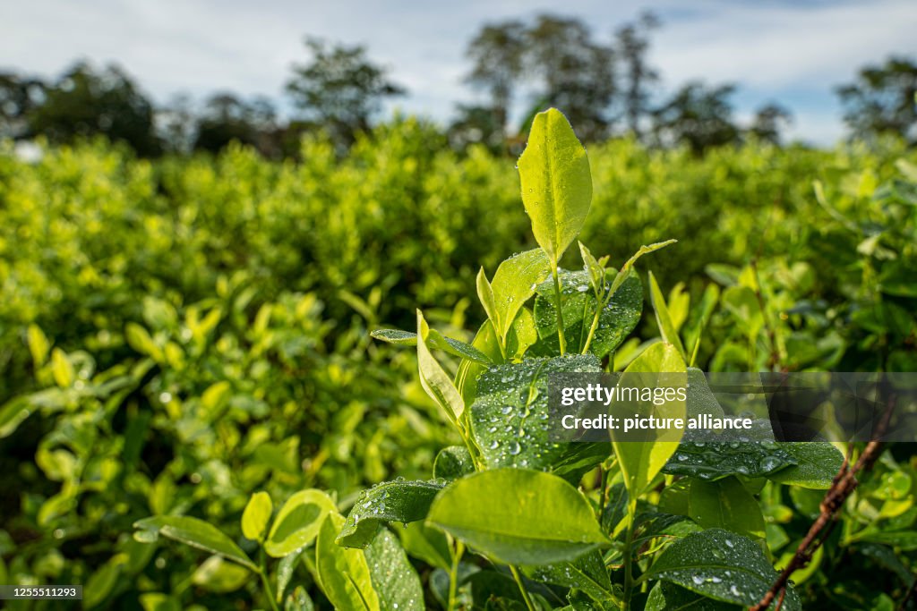Plants Grow In A Coca Plantation Workers In The Colombian Region plants-grow-in-a-coca-plantation-workers-in-the-colombian-region