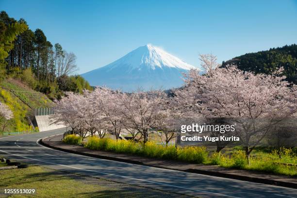 mt. fuji and cherry blossoms over a country road - prefettura di shizuoka foto e immagini stock