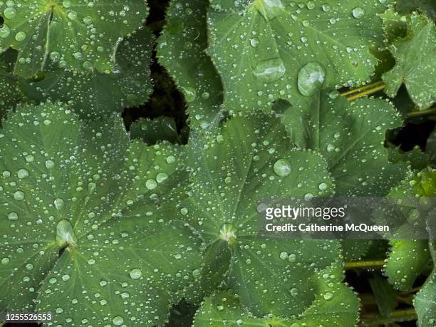 rain drops on lady’s mantle leaves in the garden - pie de león fotografías e imágenes de stock