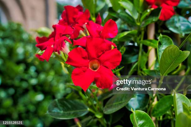 mandevilla - dipladenia - pink allamanda bildbanksfoton och bilder