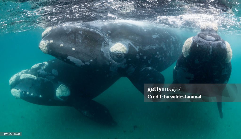 Social gathering of four juvenile southern right whales taking an interest in the camera. Performing in the shallow protected waters of the Nuevo Gulf, Valdes Peninsula, Argentina, a UNESCO World Heritage site..