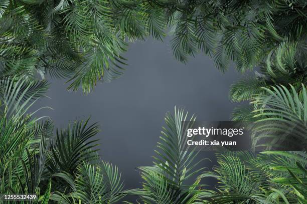 palm tree leaves in a dark foggy - floresta pluvial imagens e fotografias de stock