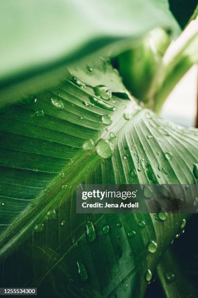 wet palm leaf raindrops closeup, banana palm tree - bananenblad stockfoto's en -beelden