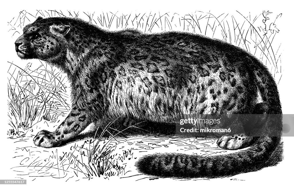Old engraved illustration of The snow leopard (Felis irbis) - Carnivorous Animal.