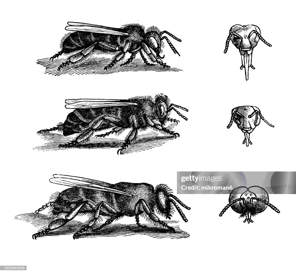 Old engraved illustration of Bees, drone bee, Queen bees and worker bee