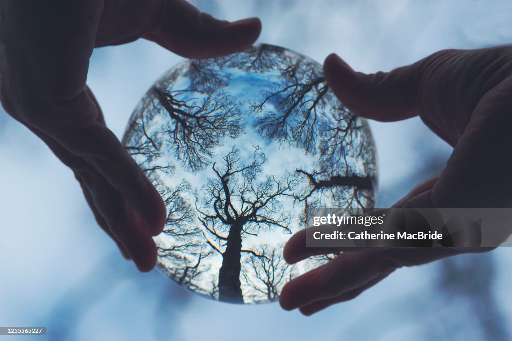 The Global Forest