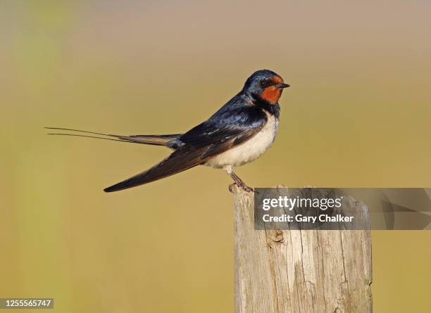 Swallow Hirundo Rustica High-Res Stock Photo
