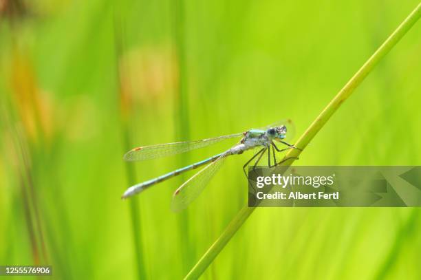 libelle am teichufer - libelle stock pictures, royalty-free photos & images