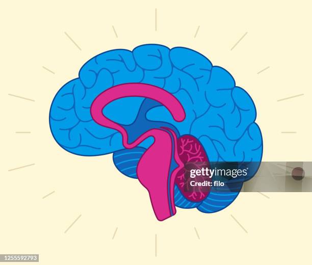 ilustraciones, imágenes clip art, dibujos animados e iconos de stock de cerebro humano - cerebral cortex