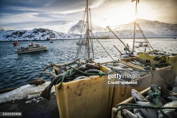 industrielle kabeljaufischerei in nordnorwegen: winterlandschaften - fische und meeresfrüchte stock-fotos und bilder