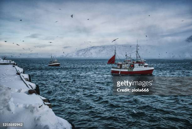 fishing boats out for skrei cod in the arctic sea - cod stock pictures, royalty-free photos & images