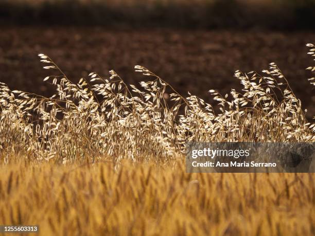 wild oat (avena fatua) on fields of wheat and barley crops in summer before harvest - avena fatua stock pictures, royalty-free photos & images