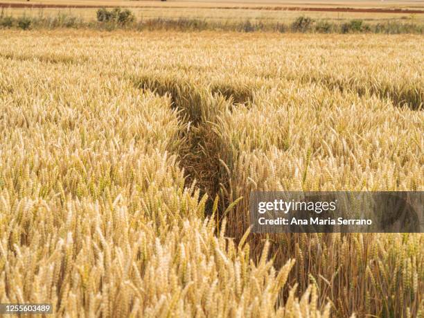 wheat crop fields in summer before harvest - avena stock pictures, royalty-free photos & images