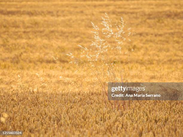 wild oat (avena fatua) on fields of wheat and barley crops in summer before harvest - fatua stock pictures, royalty-free photos & images