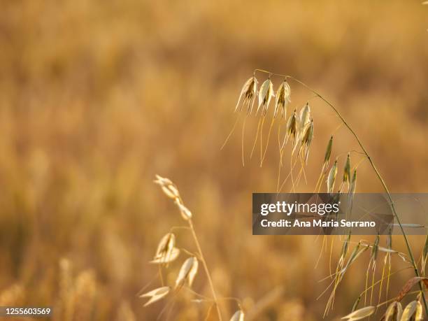 wild oat (avena fatua) on fields of wheat and barley crops in summer before harvest - avena fatua stock pictures, royalty-free photos & images