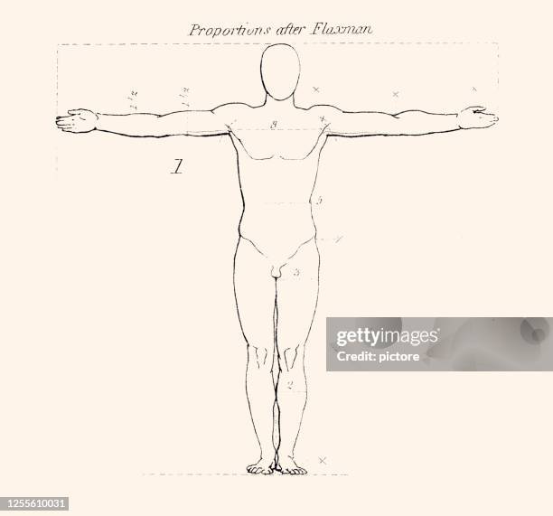 human proportions (xxxl) - human body proportions stock illustrations