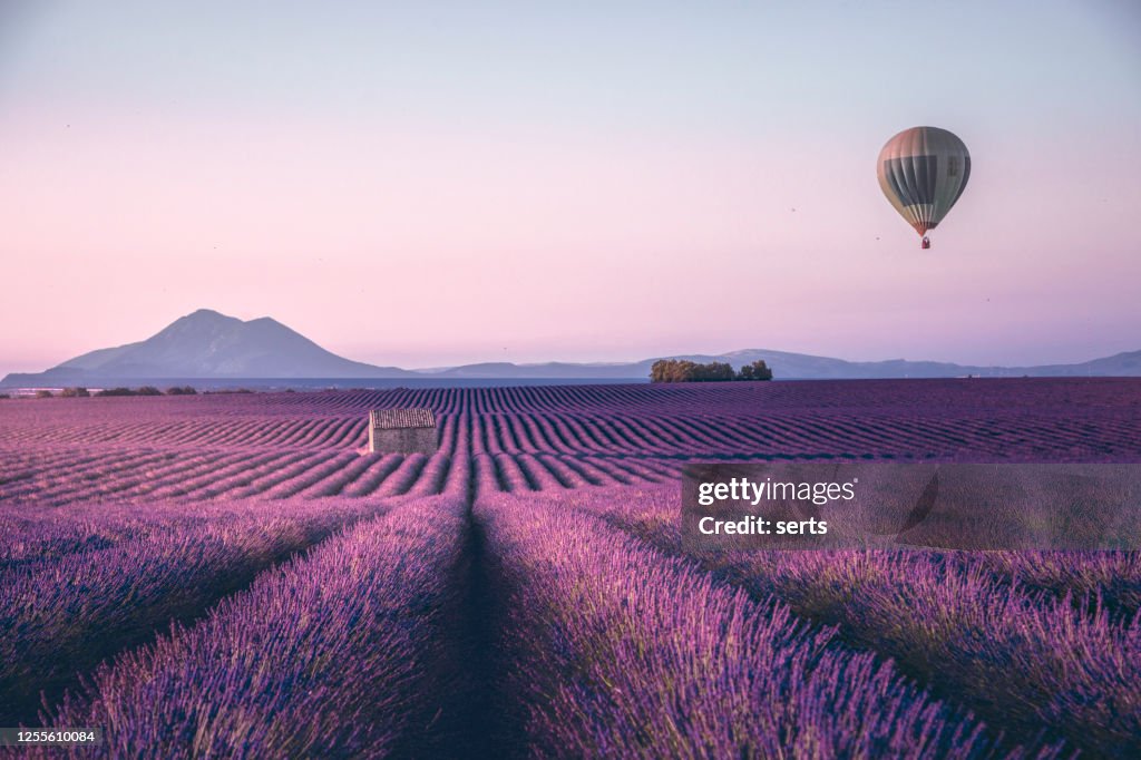 Eindeloos lavendelveld in de Provence, Frankrijk