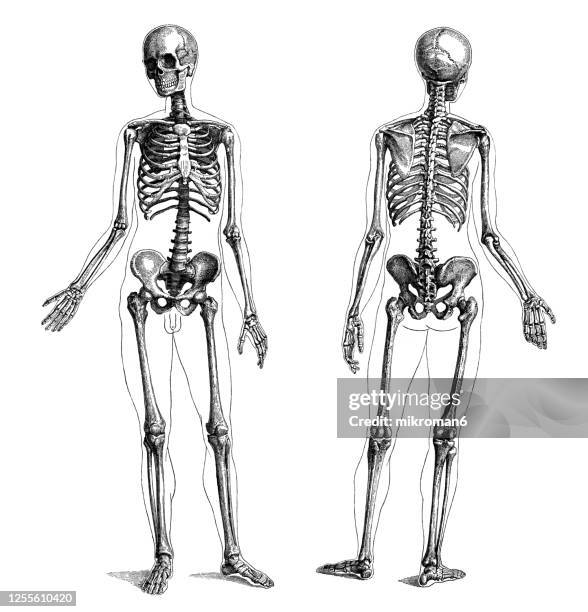 old engraved illustration of the human skeleton - scheletro foto e immagini stock