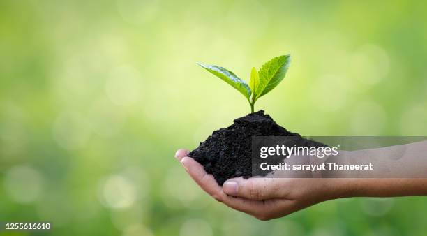 environment earth day in the hands of trees growing seedlings. bokeh green background female hand holding tree on nature field grass forest conservation concept - happy earth day - fotografias e filmes do acervo