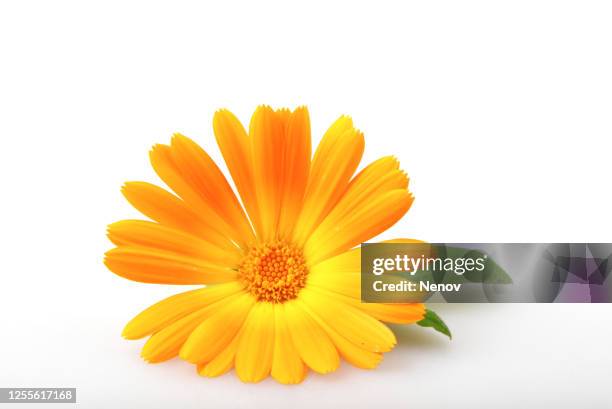 marigold - calendula officinalis - calendula stock pictures, royalty-free photos & images