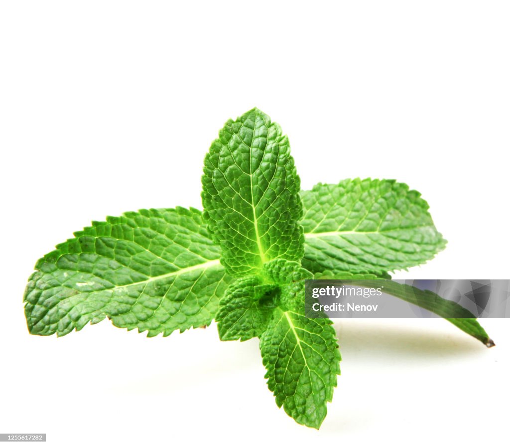 Fresh Mint Leaf Isolated On White Background