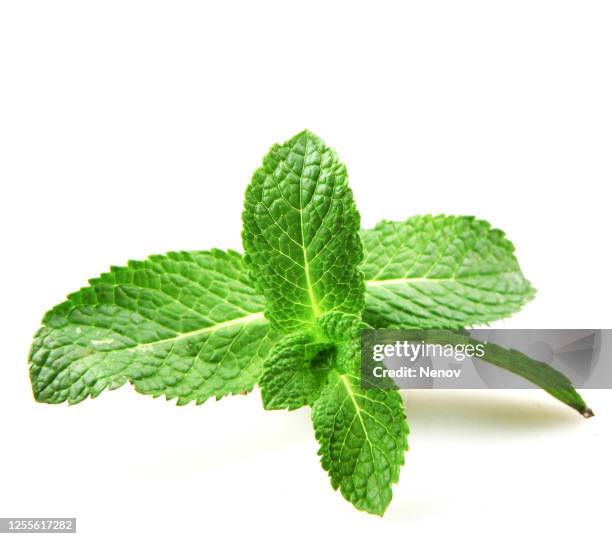 fresh mint leaf isolated on white background - isolated twig stockfoto's en -beelden