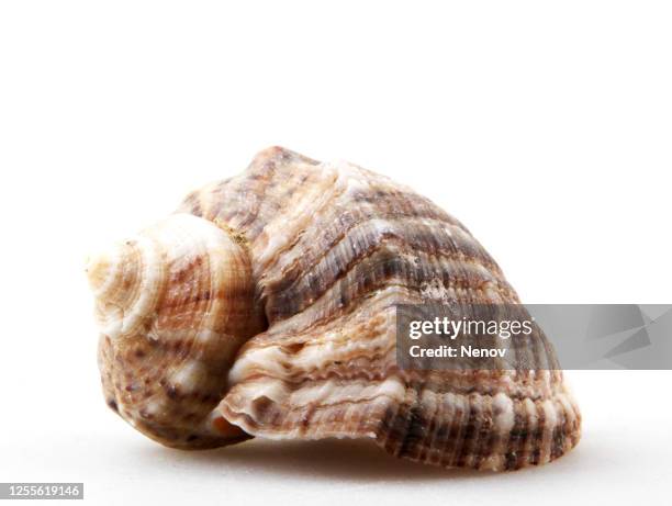 close-up of seashell against white background - wulk stockfoto's en -beelden