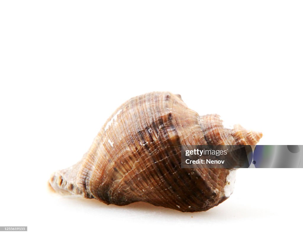 Close-Up Of Seashell Against White Background