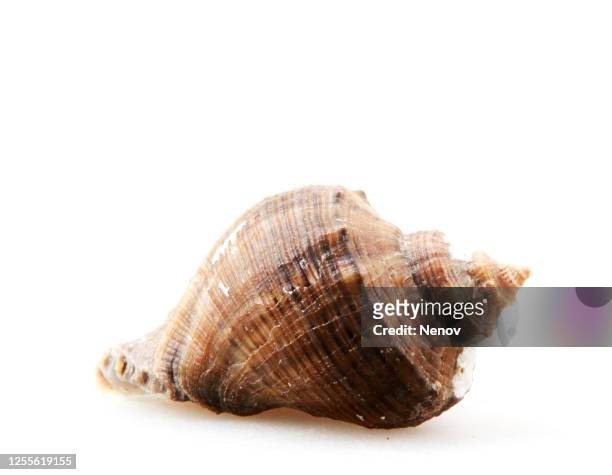close-up of seashell against white background - wulk stockfoto's en -beelden