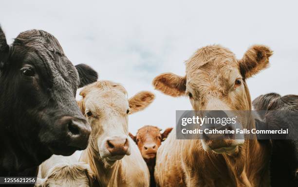 herd of cows looking down, directly at the camera. - bovin photos et images de collection