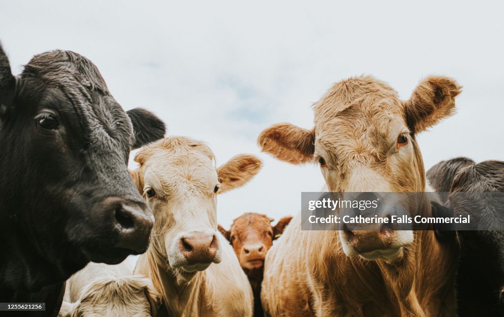 Herd of Cows looking down, directly at the Camera.