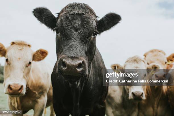 different coloured cattle from a low viewpoint - ganado domesticado fotografías e imágenes de stock