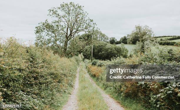 long dirt path - overgrown hedge stock pictures, royalty-free photos & images