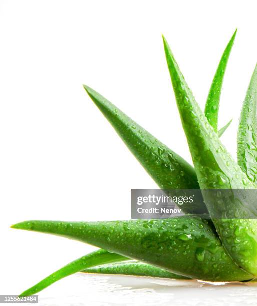 aloe vera plant - aloe slices stock pictures, royalty-free photos & images