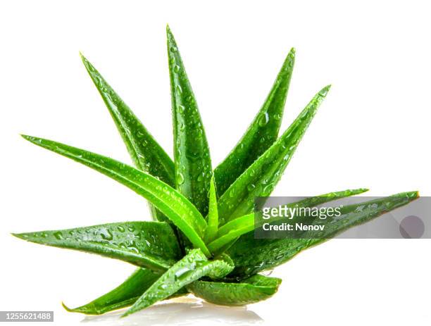 aloe vera plant - aloe slices stock pictures, royalty-free photos & images